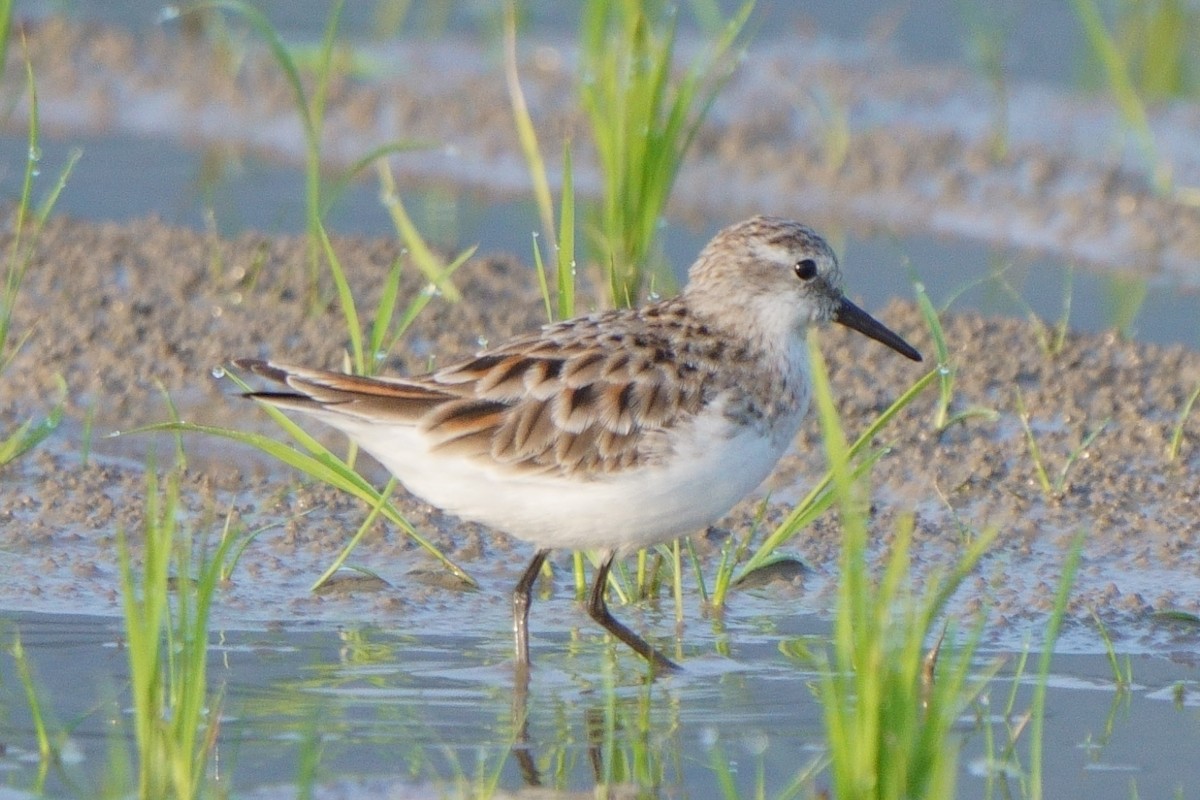 Little Stint - ML633389900