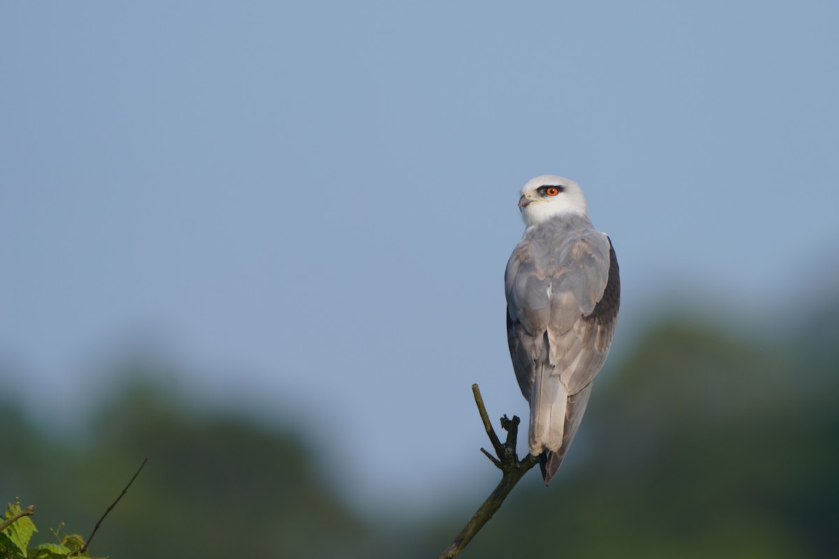 Black-winged Kite - ML633389903