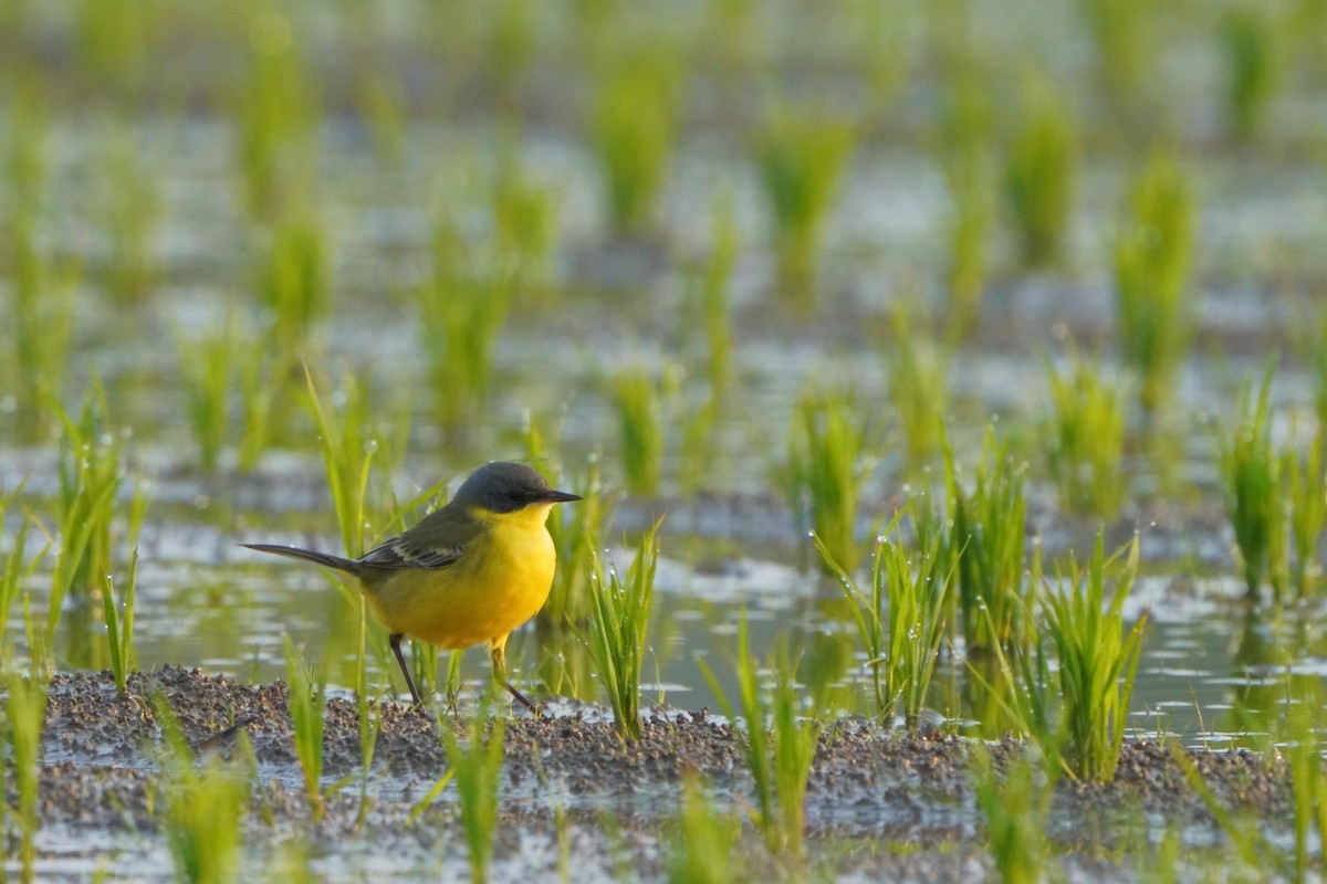 Eastern Yellow Wagtail (Manchurian) - ML633389908