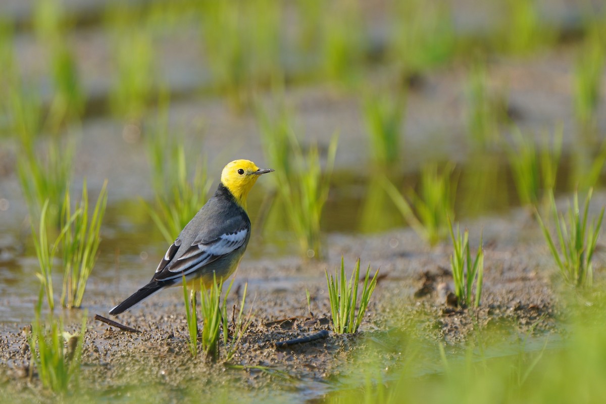 Citrine Wagtail - ML633389913