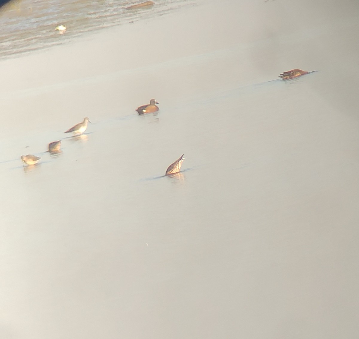 Hudsonian Godwit - ML633389989