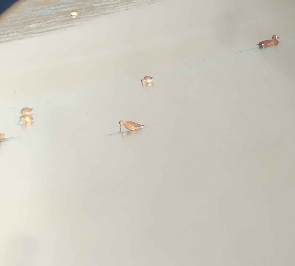 Hudsonian Godwit - ML633389990