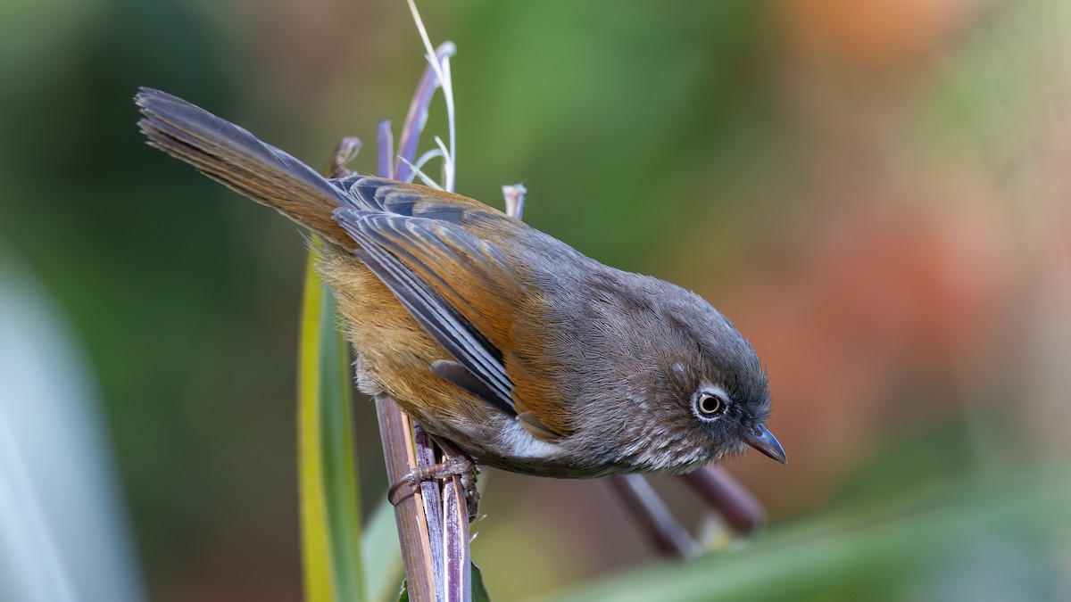 Taiwan Fulvetta - ML633390180