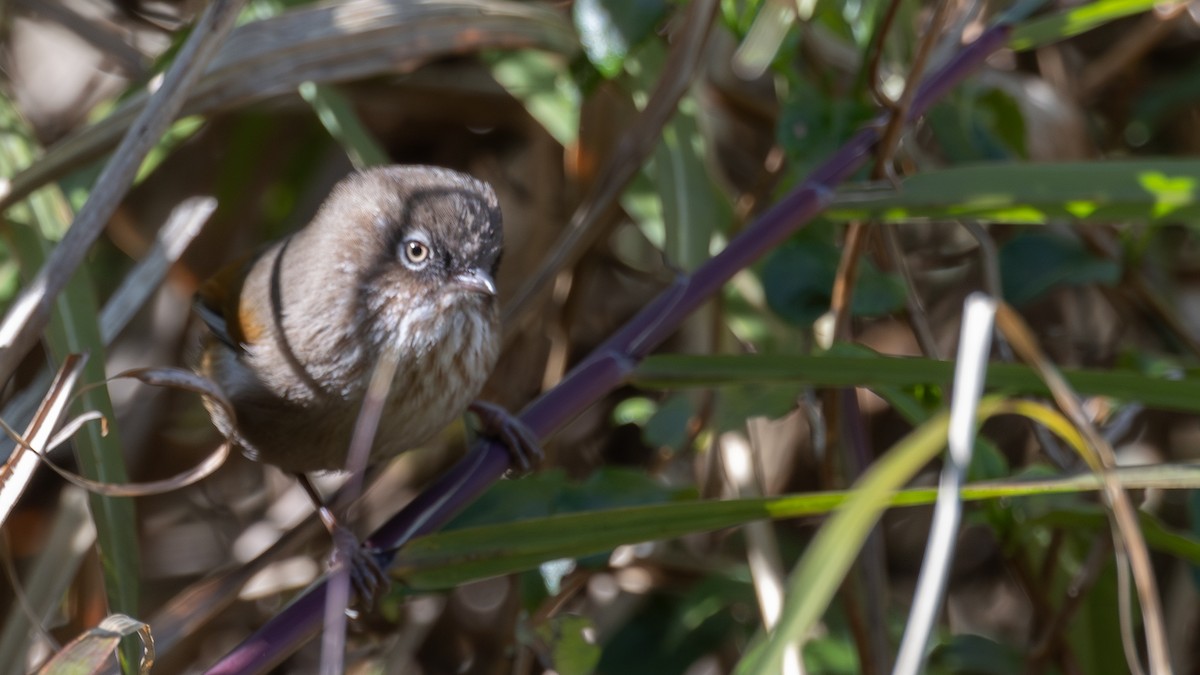 Taiwan Fulvetta - ML633390181
