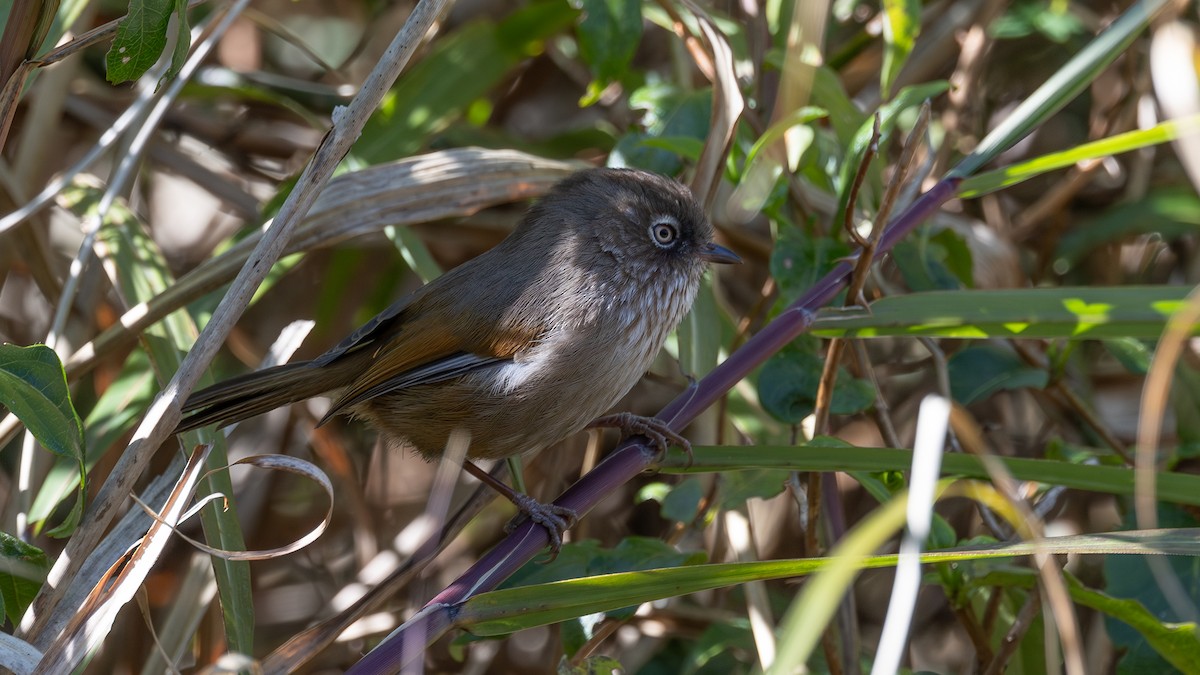 Taiwan Fulvetta - ML633390185