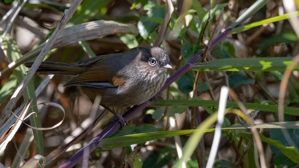 Taiwan Fulvetta - ML633390189