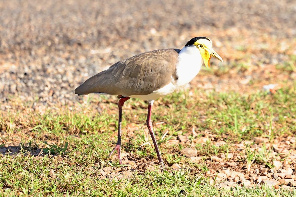 Masked Lapwing - ML633390229