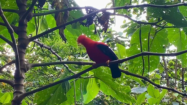 Andean Cock-of-the-rock - ML633390235
