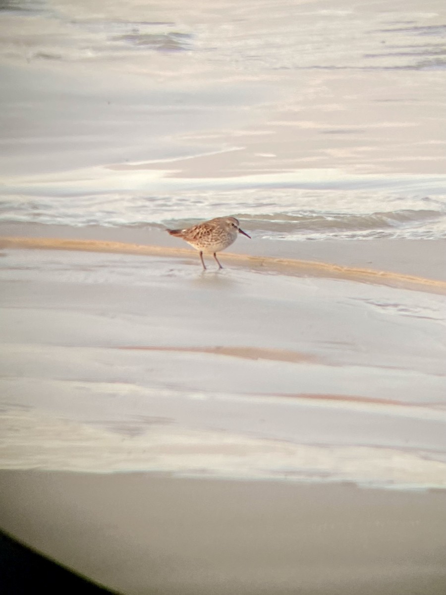 White-rumped Sandpiper - ML633390427