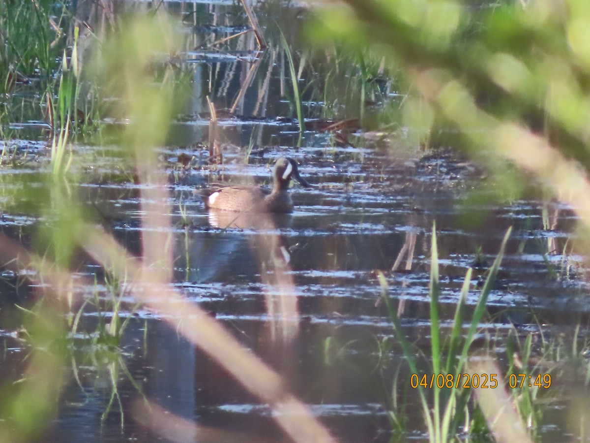 Blue-winged Teal - ML633390579