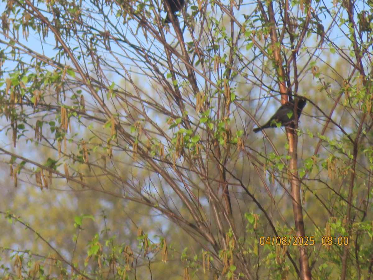 Rusty Blackbird - ML633390588