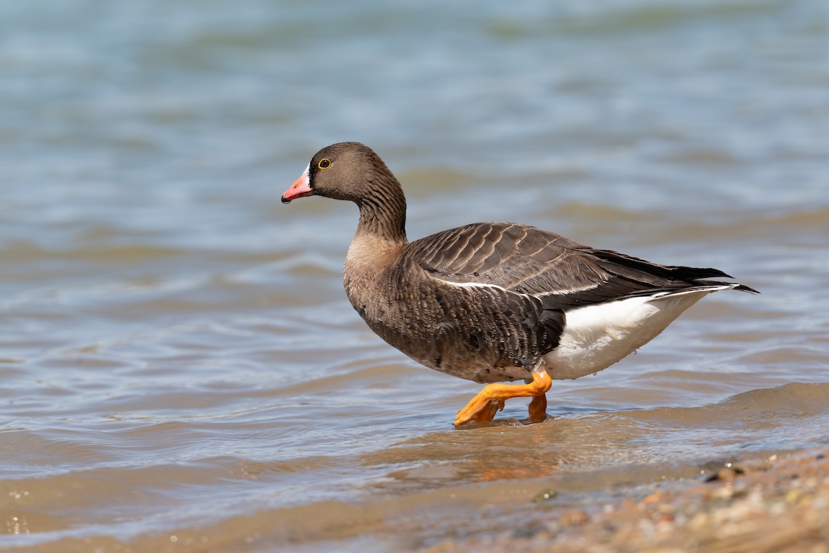 Lesser White-fronted Goose - ML633390618
