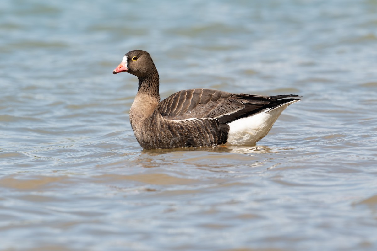 Lesser White-fronted Goose - ML633390619