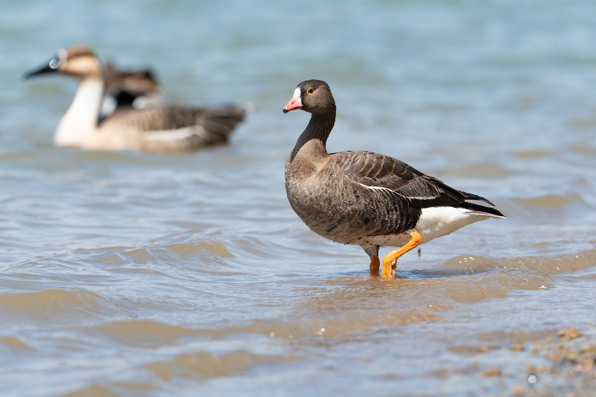 Lesser White-fronted Goose - ML633390620