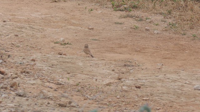 Bar-tailed Lark - ML633390709