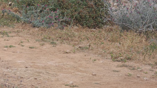 Bar-tailed Lark - ML633390723
