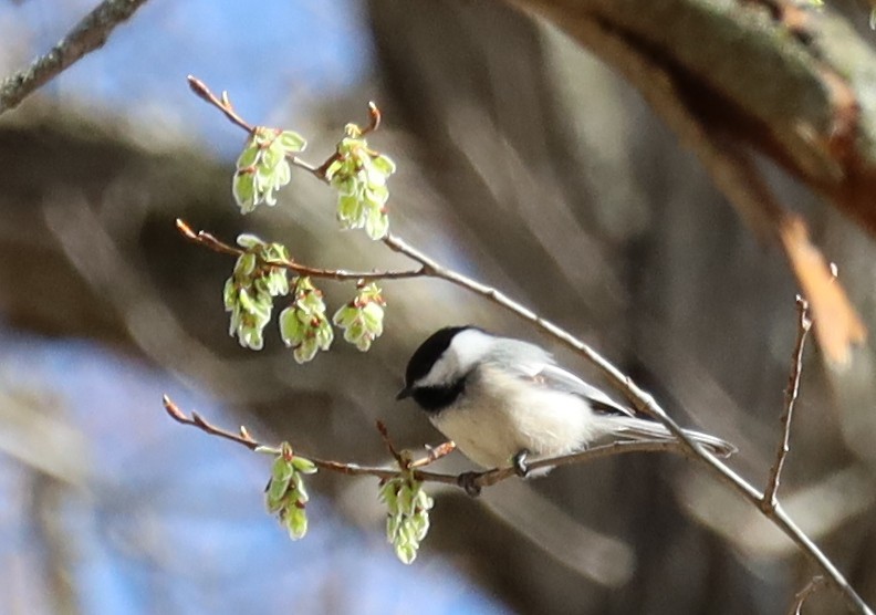 Black-capped Chickadee - ML633391000