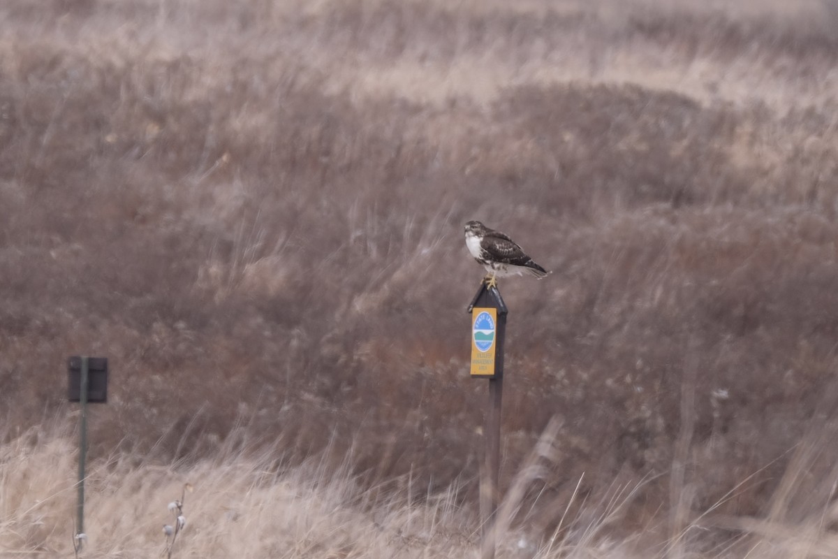 Red-tailed Hawk - ML633391002