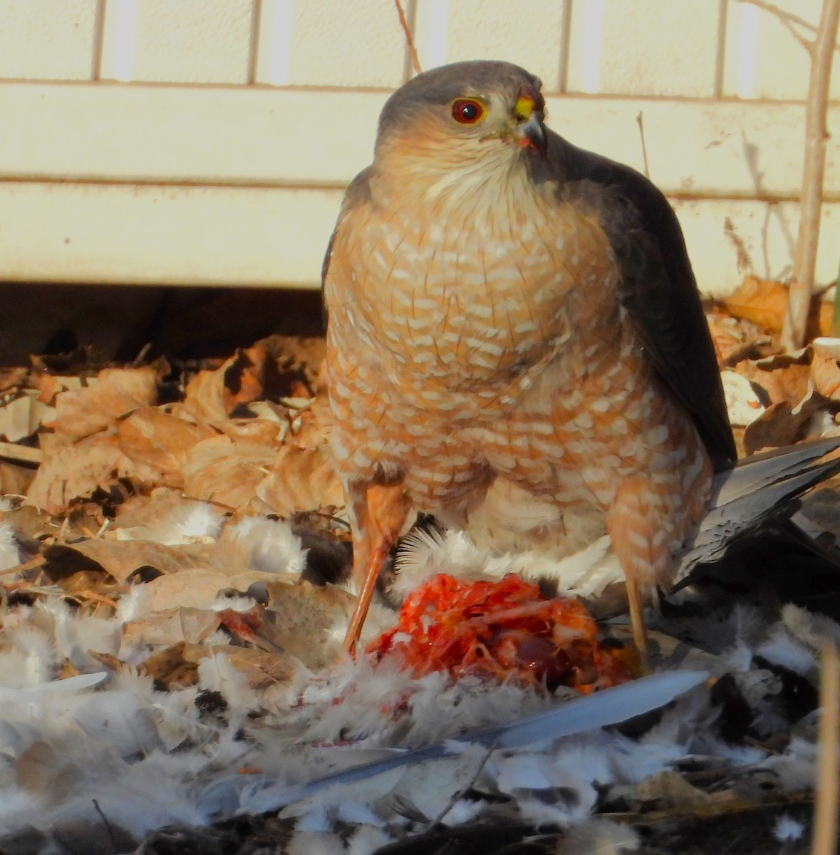 Sharp-shinned Hawk - ML633391138