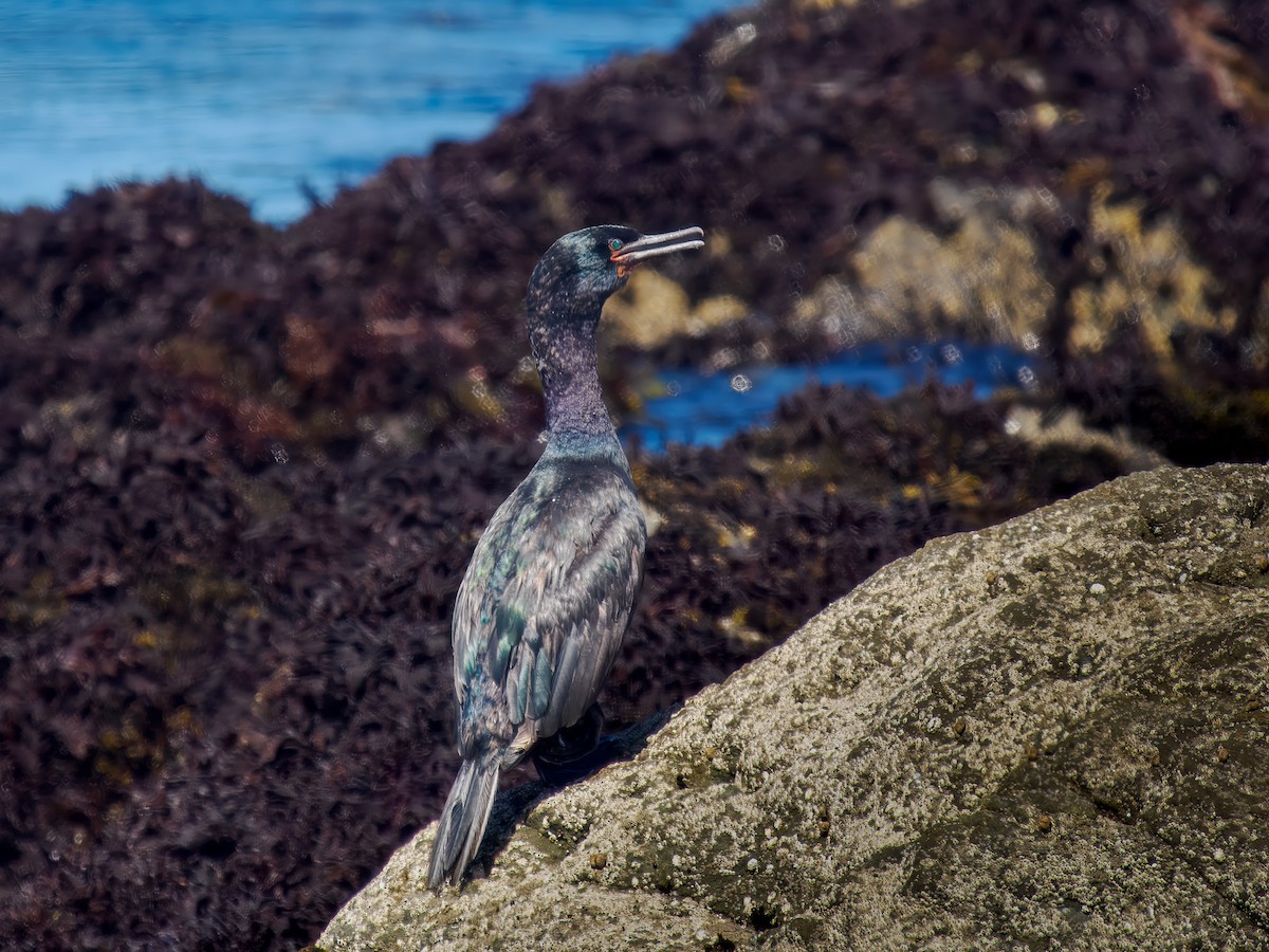 Pelagic Cormorant - ML633391167