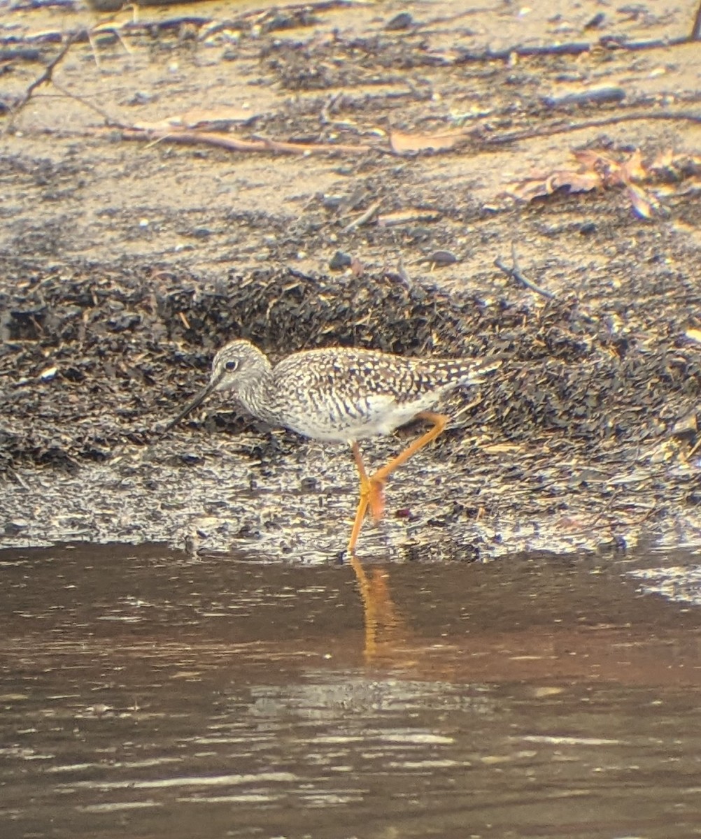 Greater Yellowlegs - ML633391214