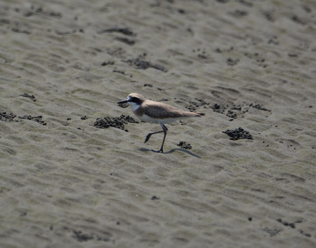 Greater Sand-Plover - ML633391233