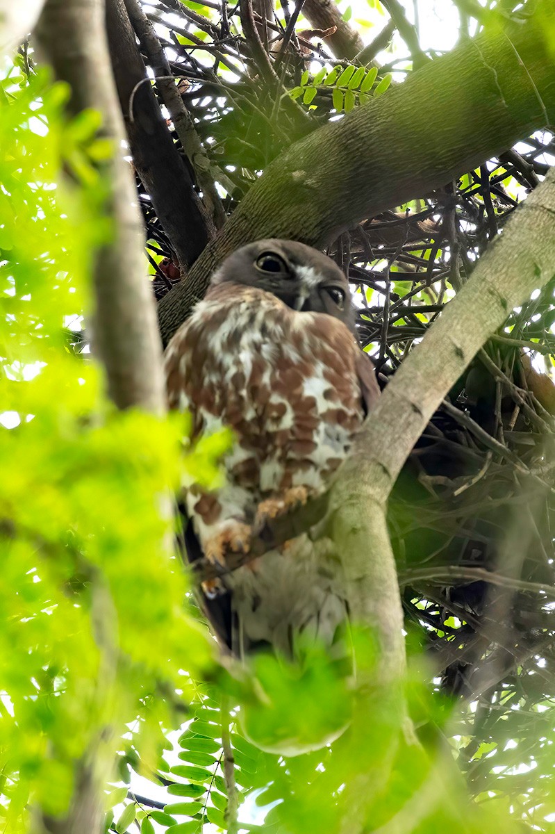 Brown Boobook - ML633391235