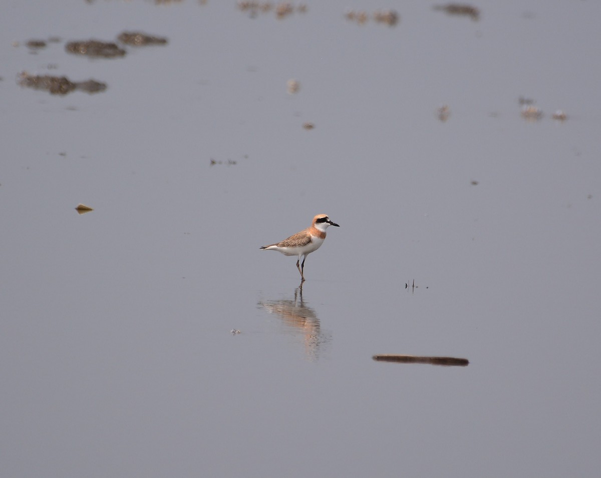 Greater Sand-Plover - ML633391236
