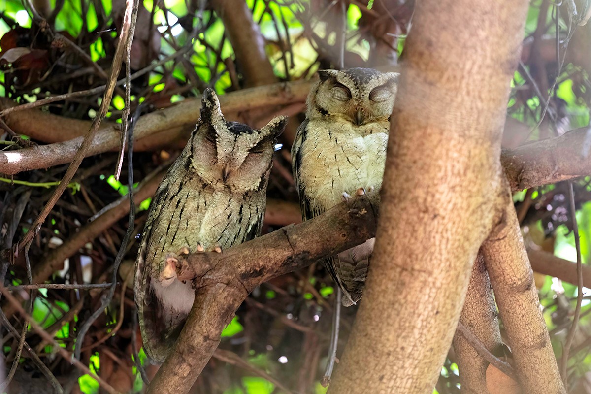 Indian Scops-Owl - ML633391242