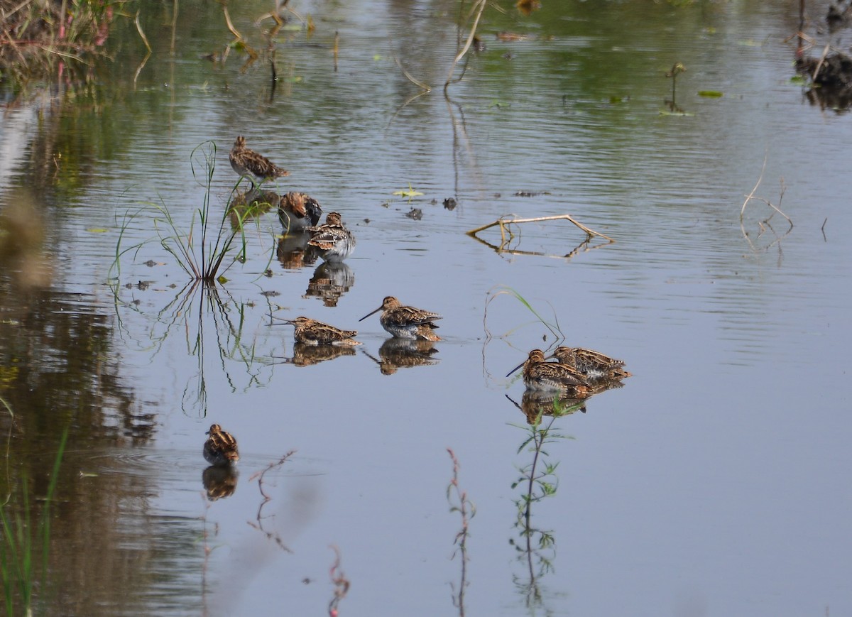 Common Snipe - ML633391243