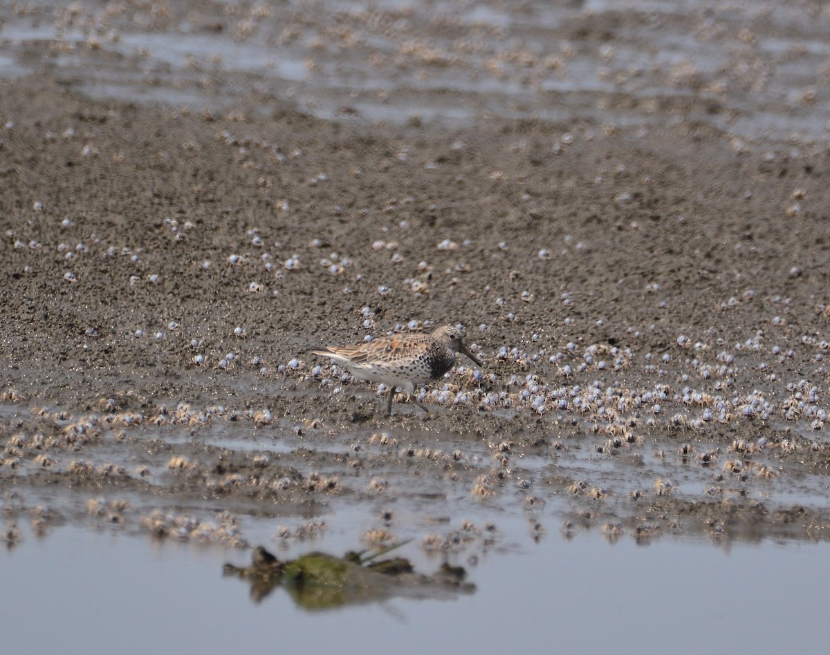 Great Knot - ML633391247
