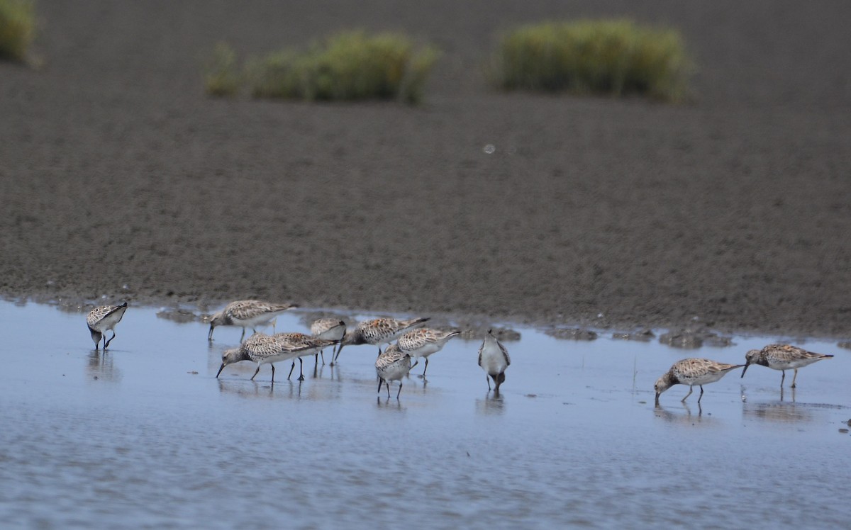 Great Knot - ML633391249