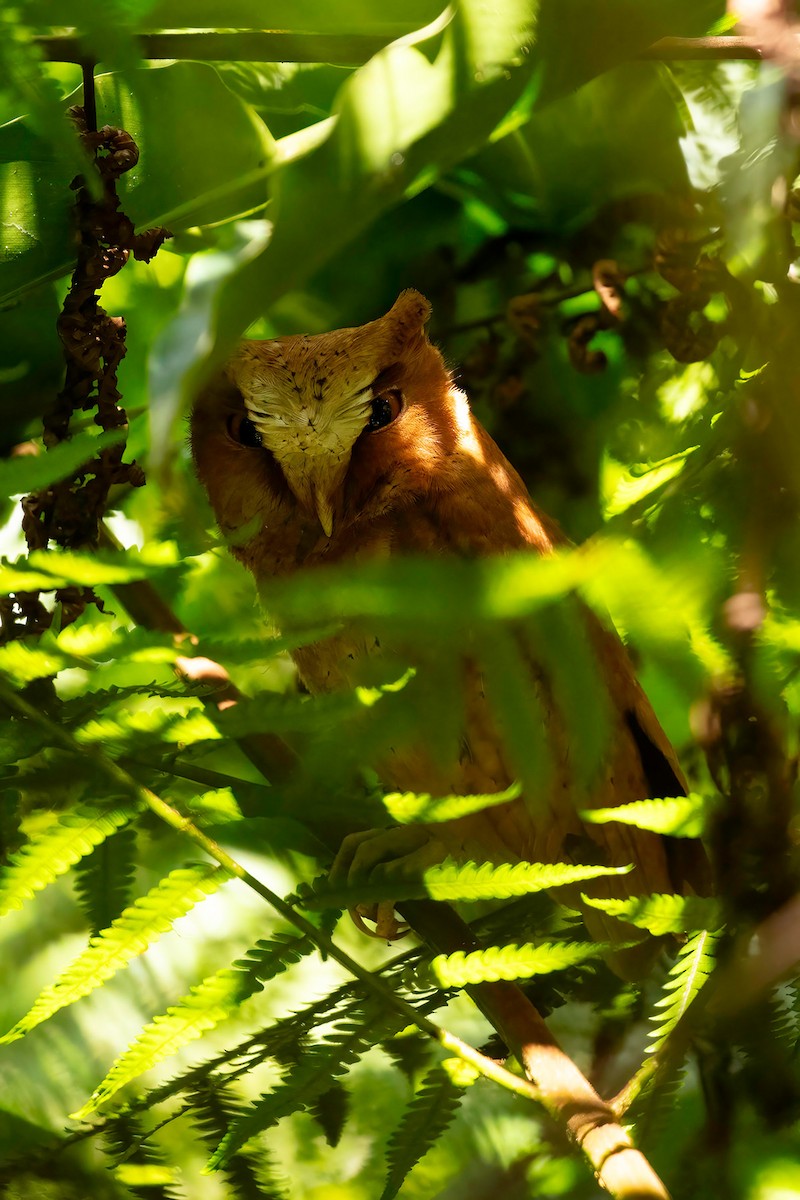 Serendib Scops-Owl - ML633391253