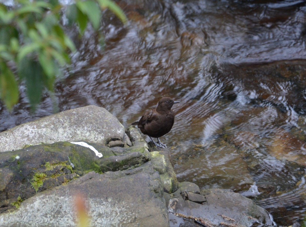 Brown Dipper - ML633391272