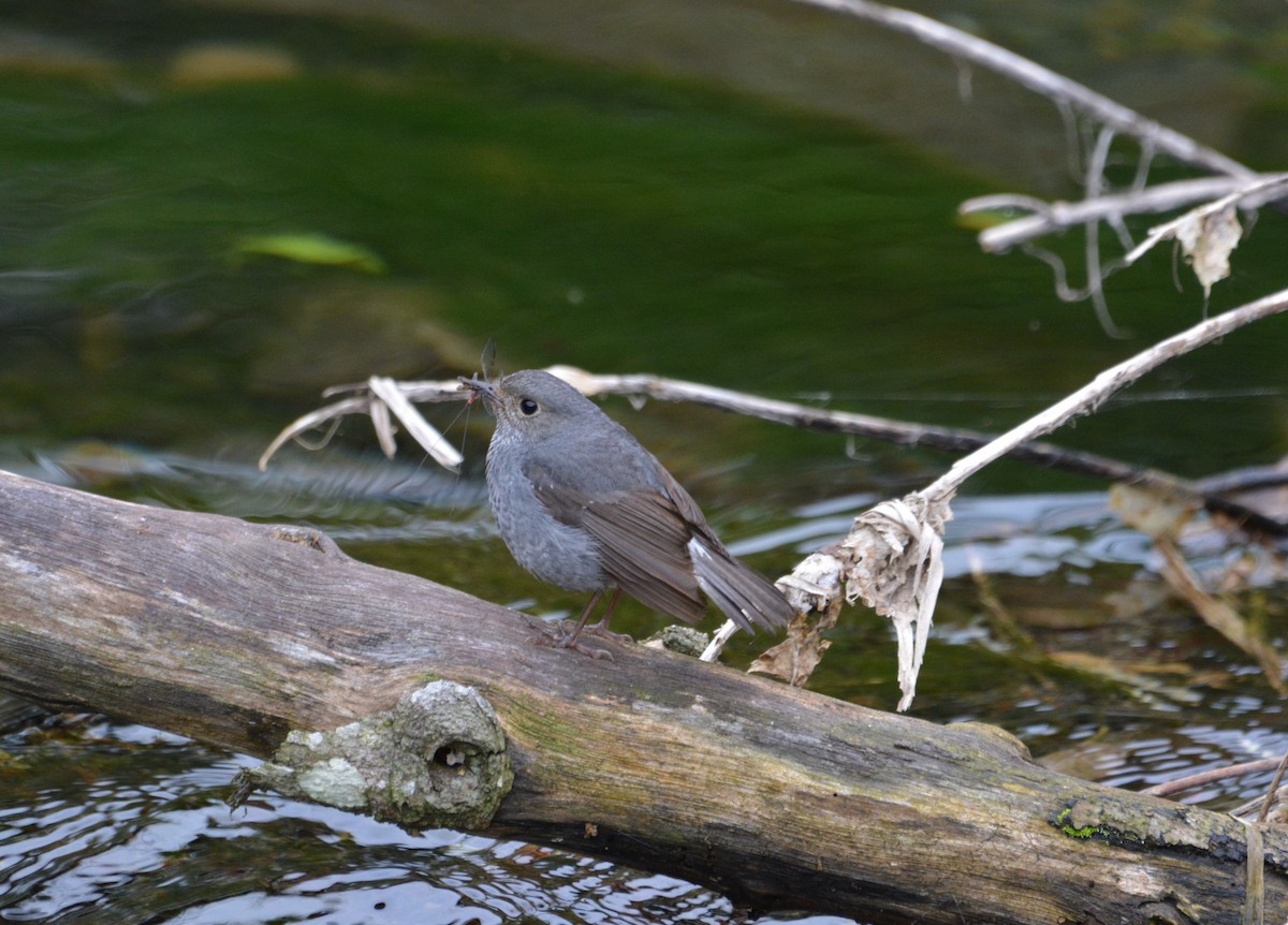 Plumbeous Redstart - ML633391275