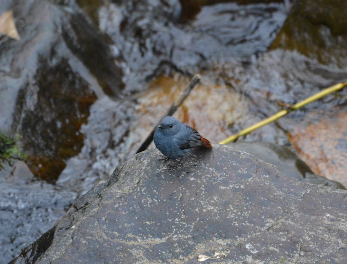 Plumbeous Redstart - ML633391279