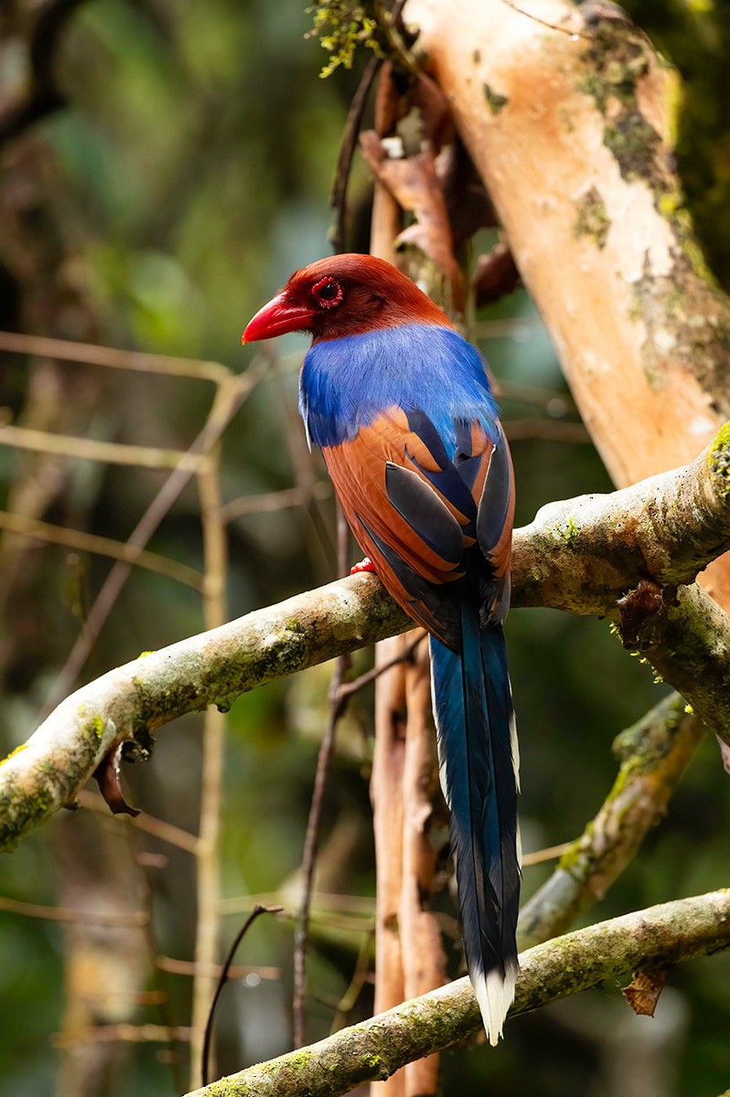 Sri Lanka Blue-Magpie - ML633391284