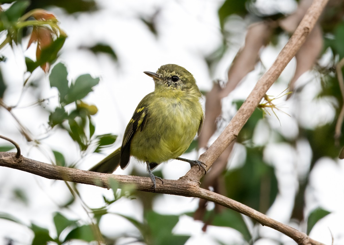 Restinga Tyrannulet - ML633391287