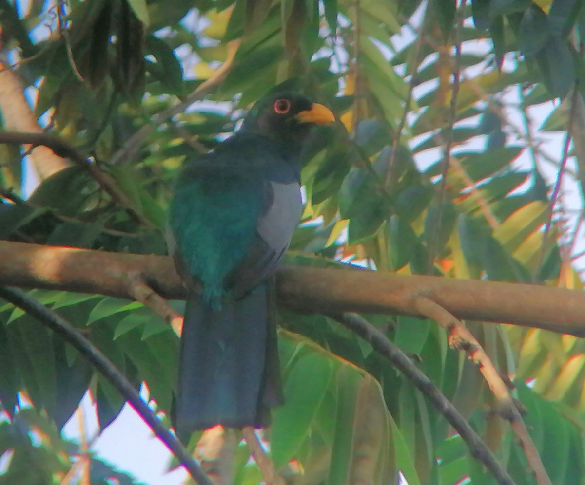 Black-tailed Trogon - ML633391310