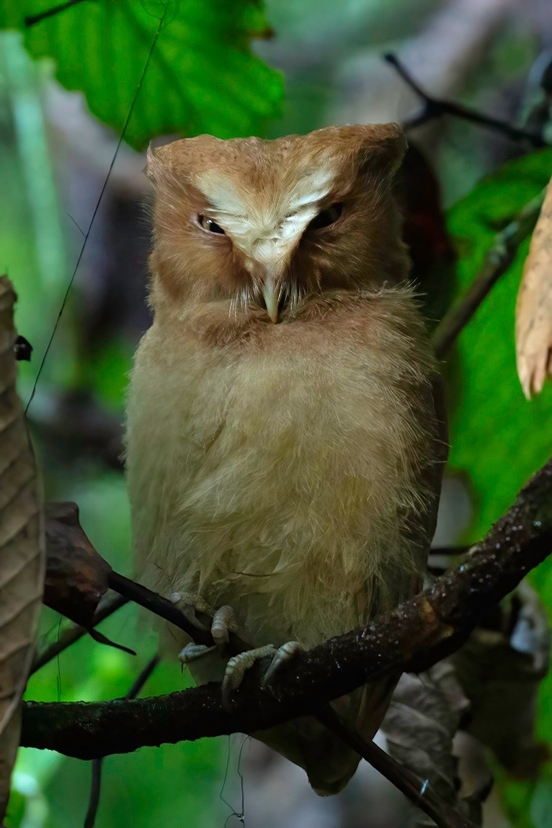 Serendib Scops-Owl - ML633391315