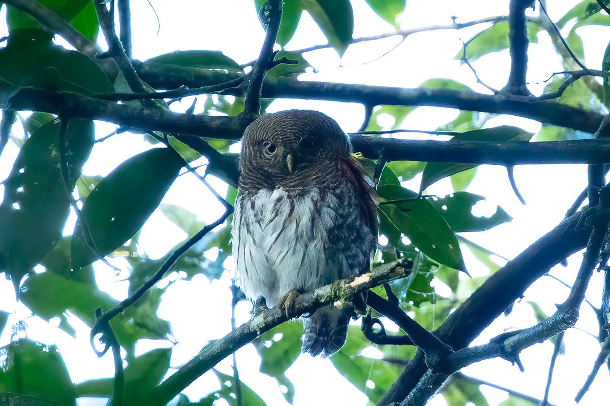 Chestnut-backed Owlet - ML633391320