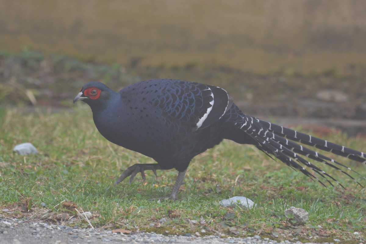 Mikado Pheasant - ML633391326