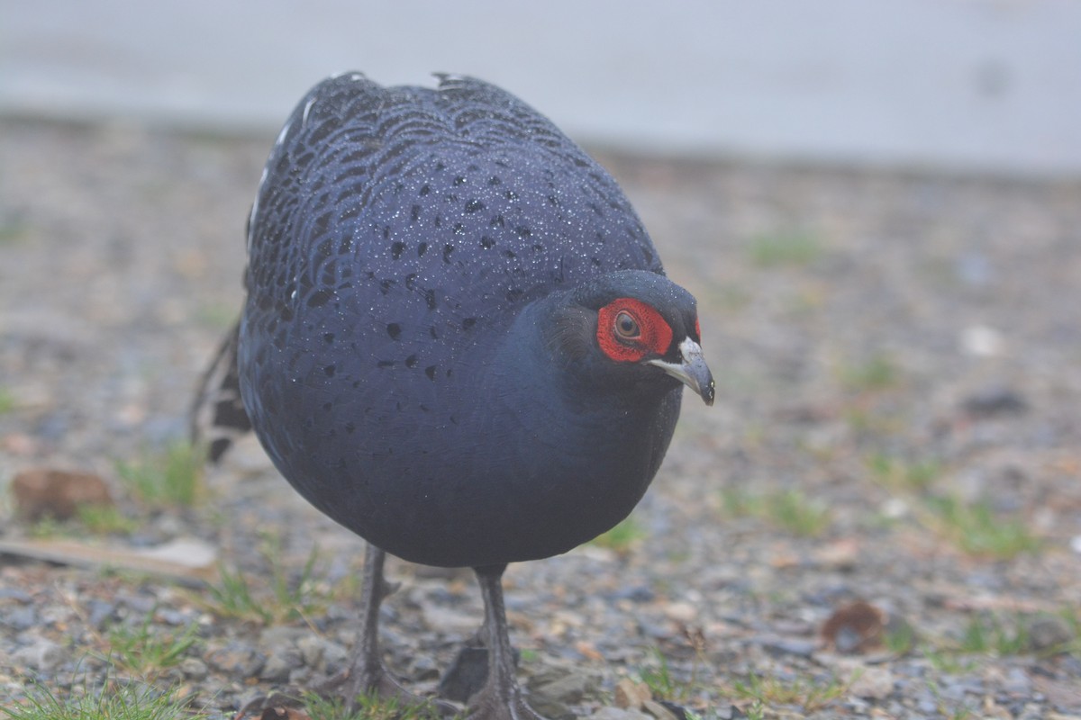 Mikado Pheasant - andrew Gau