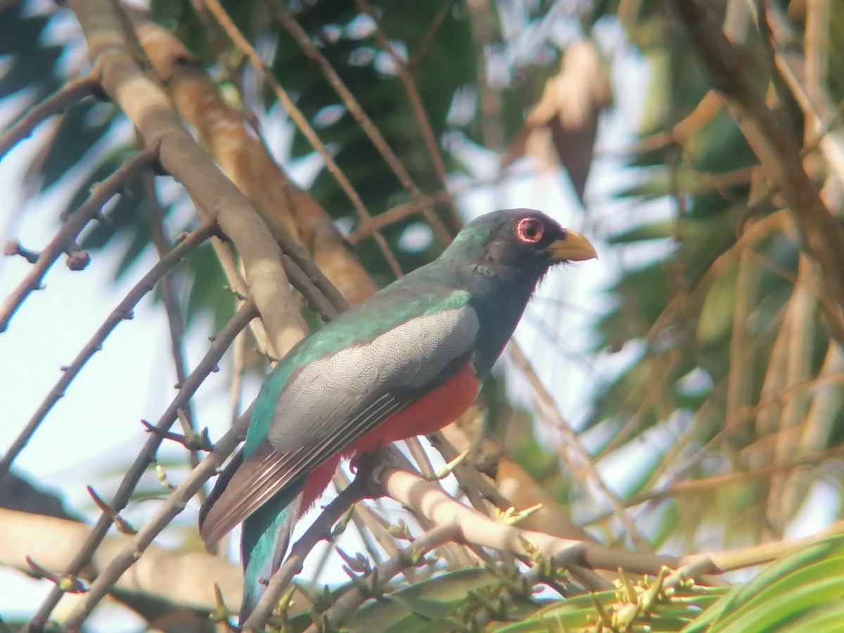 Black-tailed Trogon - ML633391335