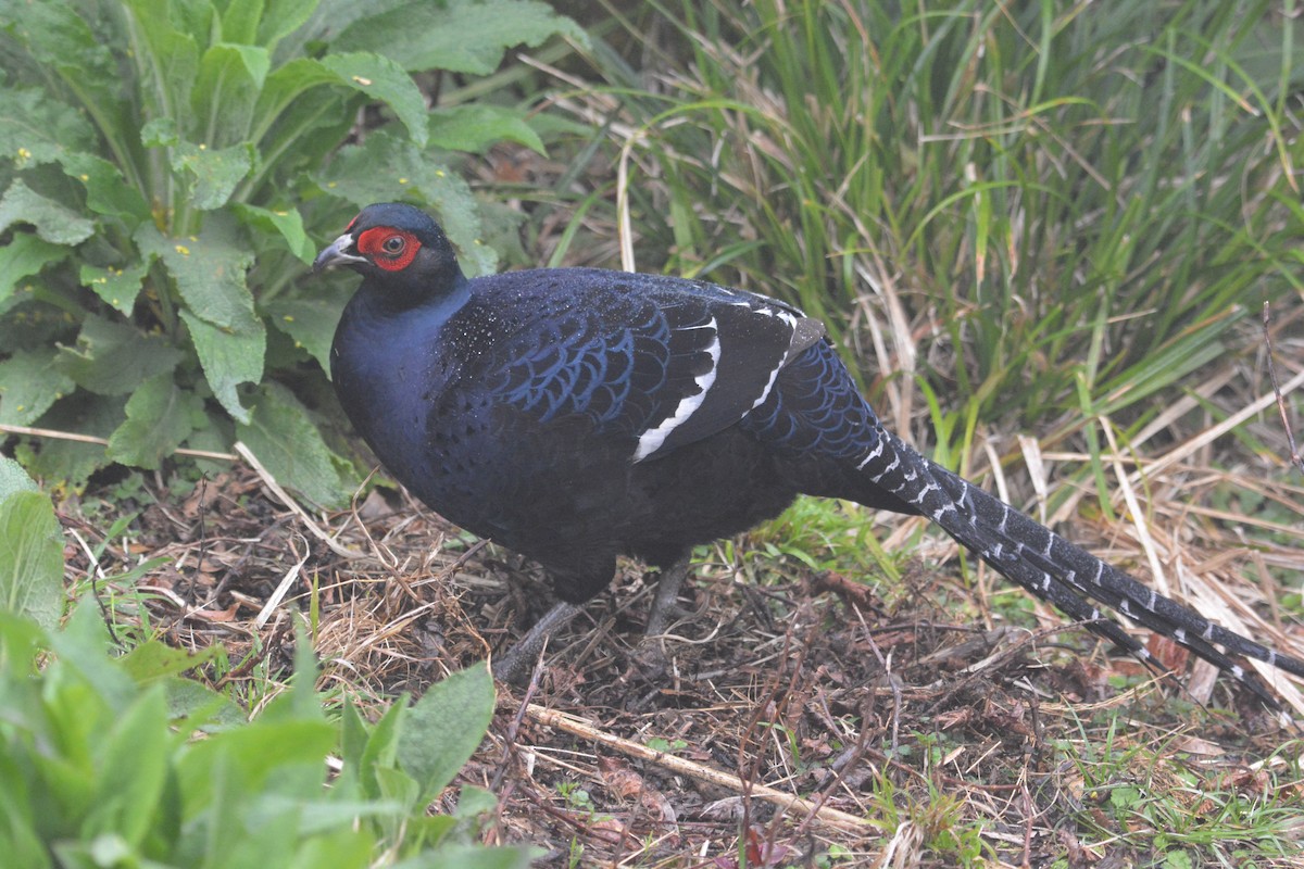 Mikado Pheasant - ML633391339