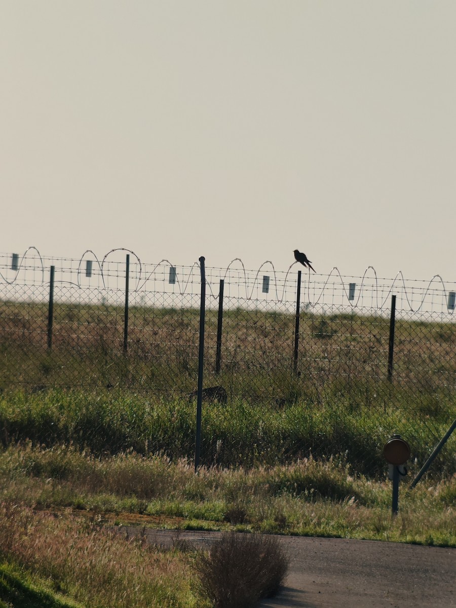 Great Spotted Cuckoo - ML633391349