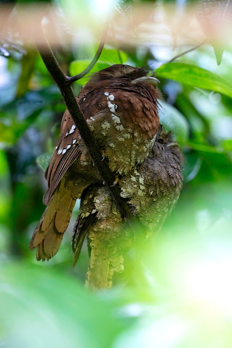Sri Lanka Frogmouth - ML633391366