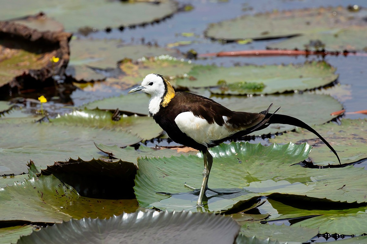 Pheasant-tailed Jacana - ML633391384