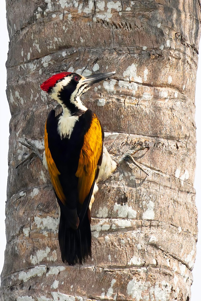 White-naped Woodpecker - ML633391511