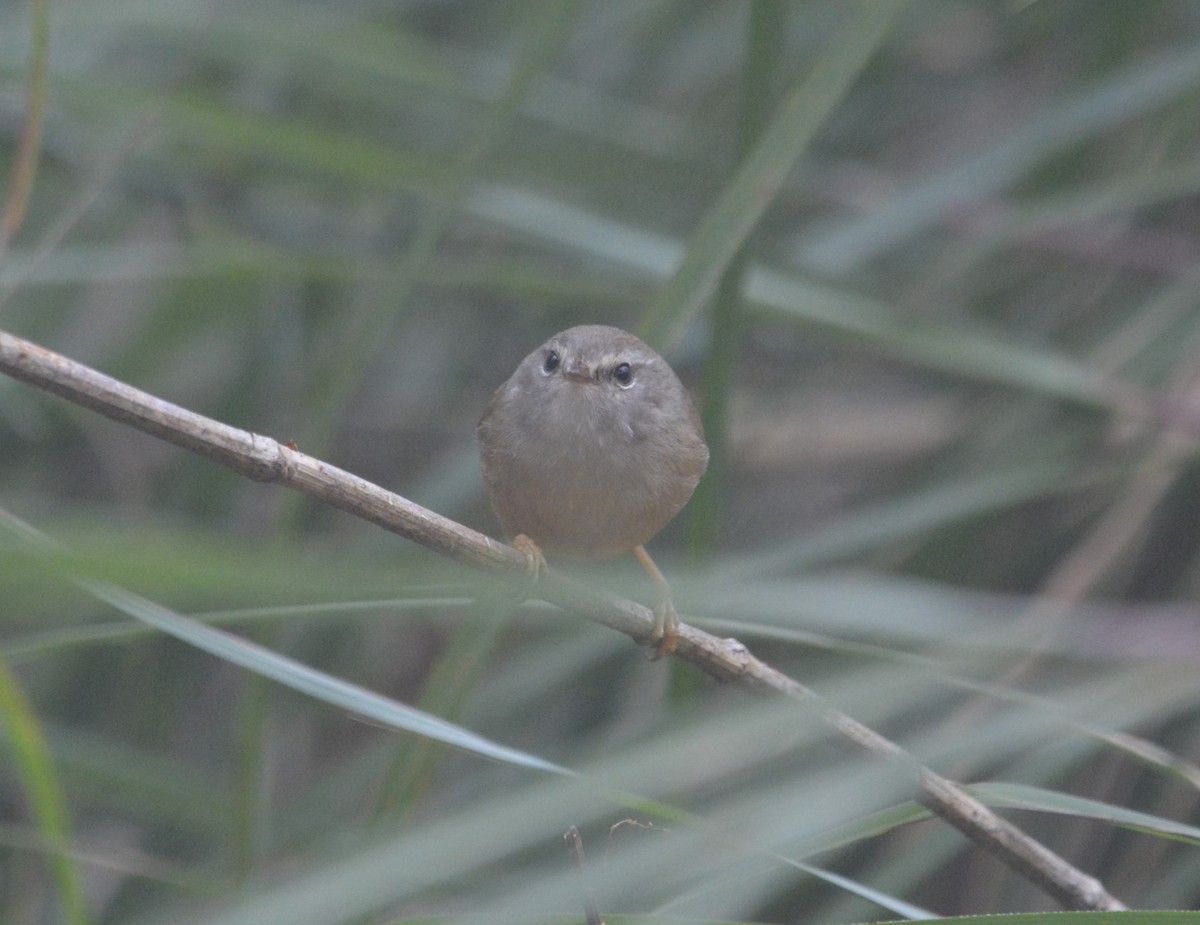 Yellowish-bellied Bush Warbler - ML633391513